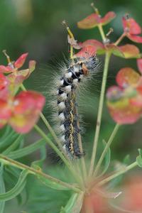 <i>Acronicta euphorbiae</i>