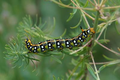 <i>Hyles euphorbiae</i>