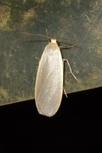 <i>Collita griseola</i>