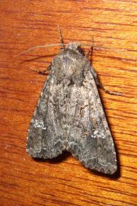 <i>Mamestra brassicae</i>