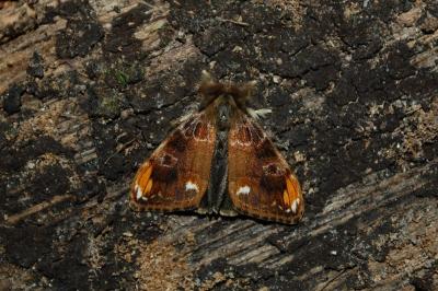 <i>Orgyia recens</i>
