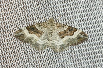 <i>Epirrhoe alternata</i>
