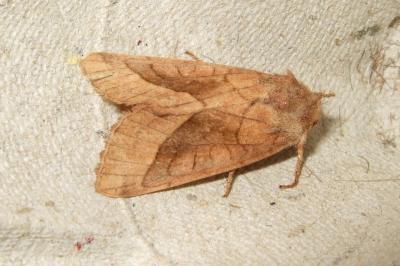 <i>Hydraecia micacea</i>