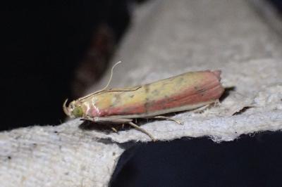 <i>Oncocera semirubella</i>
