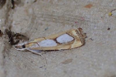 <i>Catoptria pinella</i>