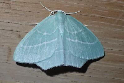 <i>Hemistola chrysoprasaria</i>