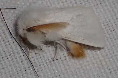 <i>Sphrageidus similis</i>