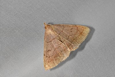 <i>Zanclognatha lunalis</i>