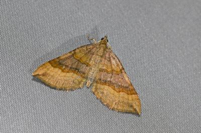 <i>Scotopteryx chenopodiata</i>