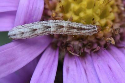 Gymnoscelis rufifasciata