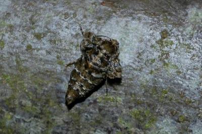 Phigaliohybernia aurantiaria