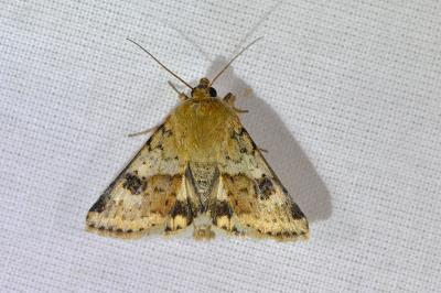 <i>Heliothis viriplaca</i>
