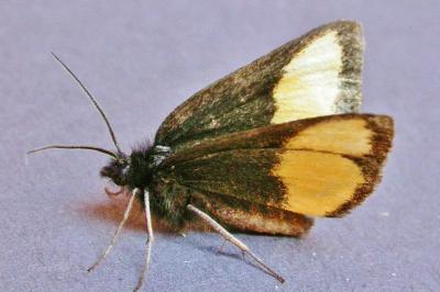 <i>Psodos quadrifaria quadrifaria</i>