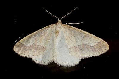 <i>Phigaliohybernia marginaria</i>