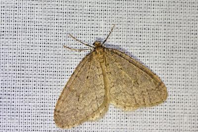 <i>Operophtera brumata</i>