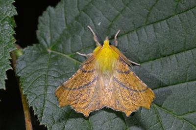 Ennomos alniaria