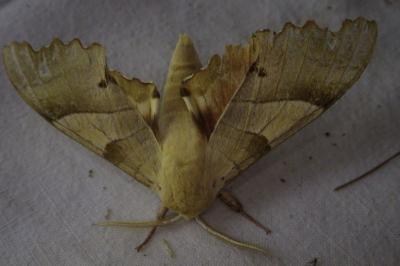 <i>Marumba quercus</i>