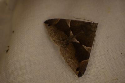 <i>Dysgonia algira</i>