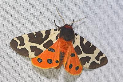 <i>Arctia caja</i>