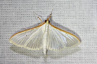 <i>Palpita vitrealis</i>