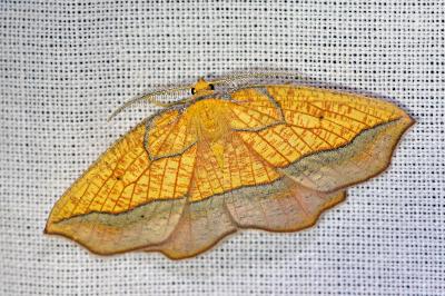 <i>Epione repandaria</i>