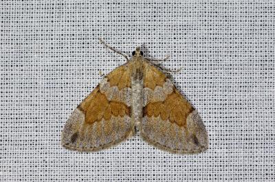 <i>Thera obeliscata</i>