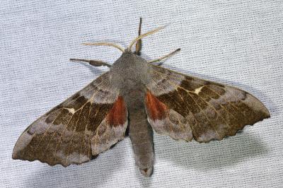 <i>Laothoe populi</i>