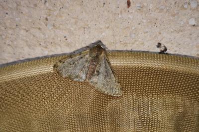 <i>Phigalia pilosaria</i>