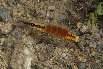 <i>Orgyia aurolimbata</i>