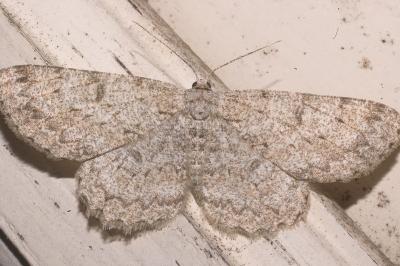 <i>Hypomecis punctinalis</i>