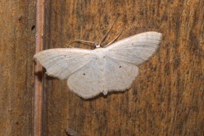 <i>Scopula immutata</i>