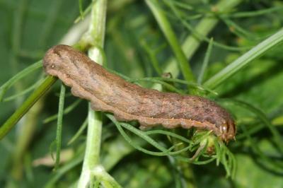 <i>Xestia c-nigrum</i>