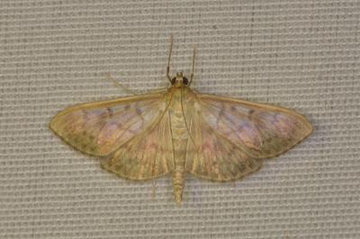 <i>Patania ruralis</i>