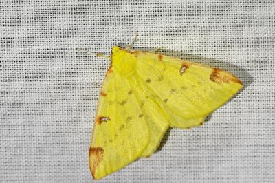 <i>Opisthograptis luteolata</i>