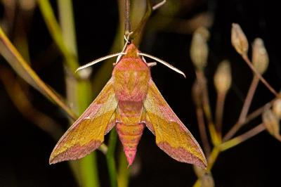 <i>Deilephila porcellus</i>