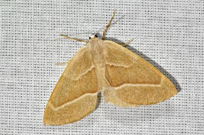<i>Hylaea fasciaria</i>