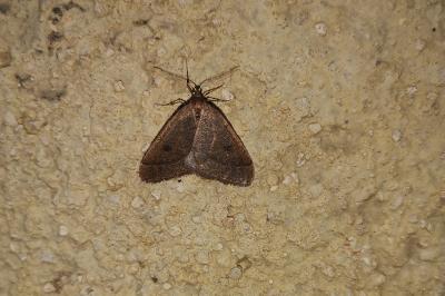 <i>Theria primaria</i>