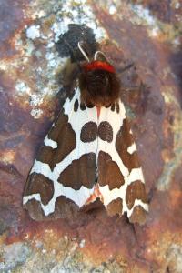 <i>Arctia caja</i>