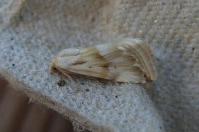 <i>Eublemma ostrina</i>
