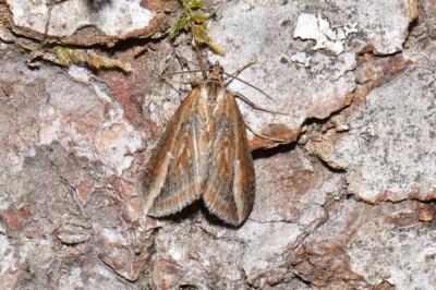 <i>Chesias legatella</i>