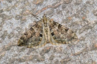<i>Thera britannica/variata</i>