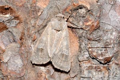 <i>Ammoconia caecimacula</i>