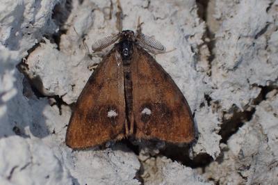 <i>Orgyia antiqua</i>