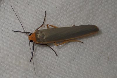 <i>Manulea complana</i>