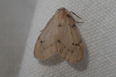 <i>Paidia rica</i>