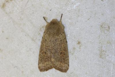<i>Orthosia cruda</i>