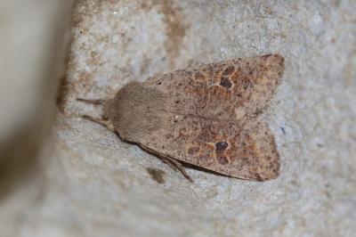 <i>Orthosia cruda</i>