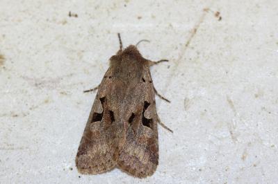 <i>Orthosia gothica</i>