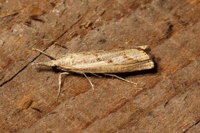 <i>Agriphila geniculea</i>