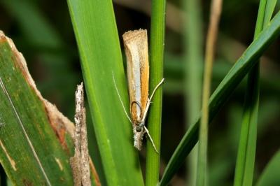 <i>Agriphila selasella</i>
